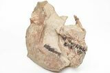 Fossil Running Rhino (Hyracodon) Lower Skull - Wyoming #216119-1